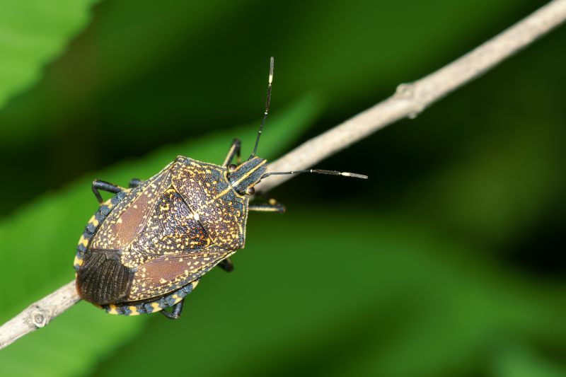 Health And Nuisance Issues Caused By Stinkbugs