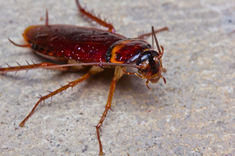 Health Risks Associated With Cockroaches Indoors