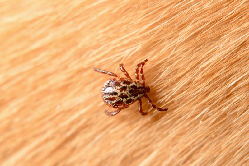 How Flea And Tick Infestations Affect Pets And People