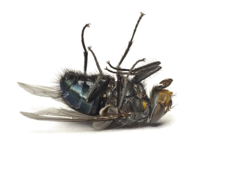 How Flies Impact Customer Experience