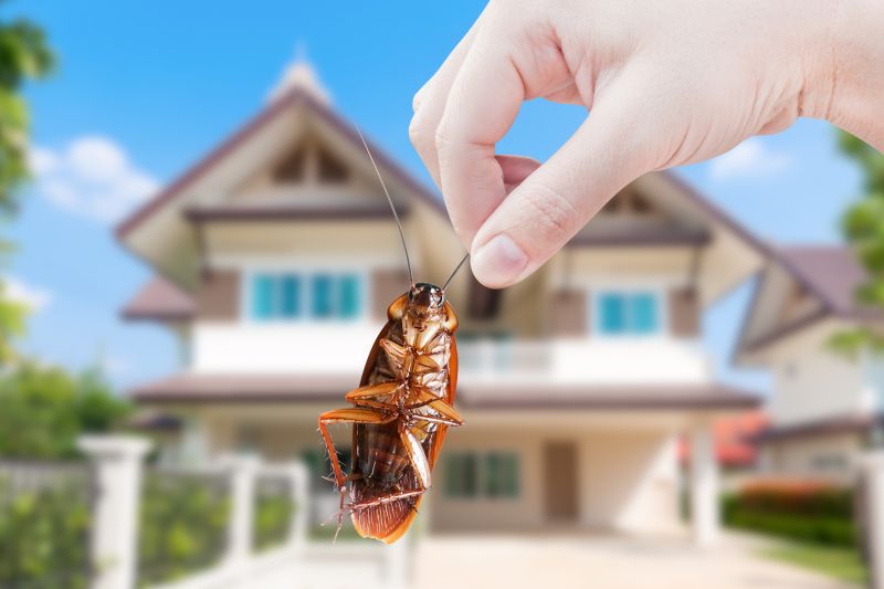 How Roaches Enter Buildings And Spread Quickly