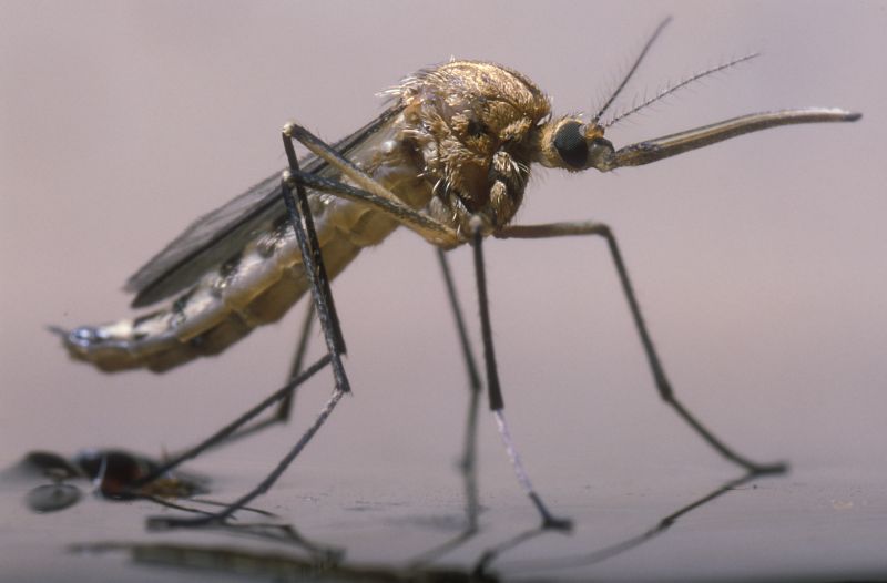 Spring Mosquito And Fly Control Solutions For Commercial Properties
