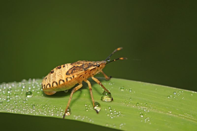 Why Professional Stinkbug Pest Control Is More Effective Than Diy Methods