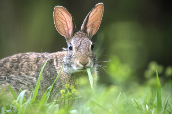 Rabbit Pest Control - Rabbit Pest Control Oklahoma City, Oklahoma