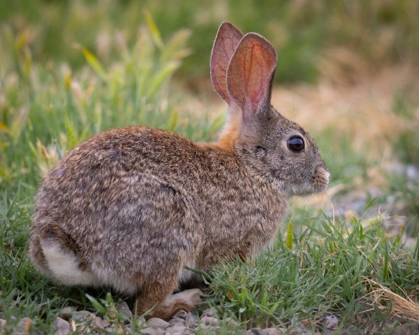 Rabbit Extermination