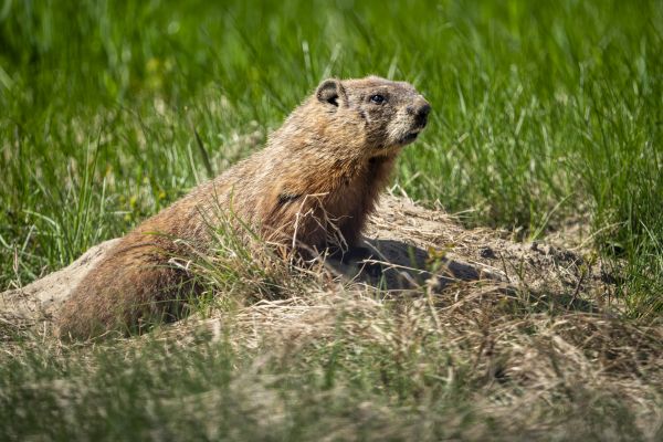 Groundhog Pest Control - Groundhog Pest Control Oklahoma City, Oklahoma