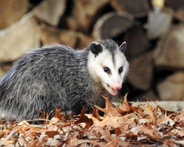 Opossum Extermination