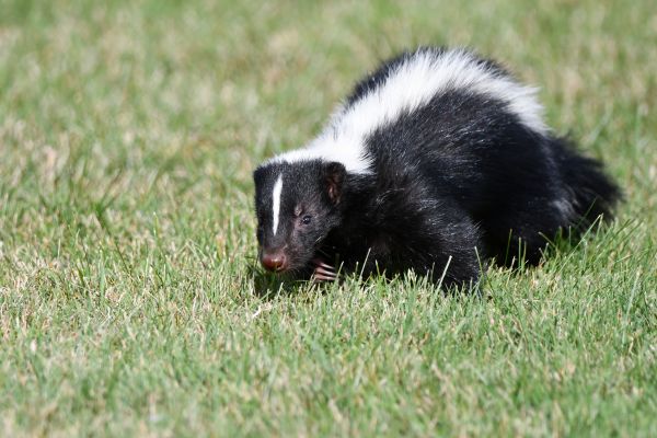 Skunk Trapping